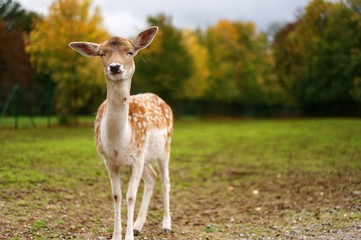 deer Portrait on a field 