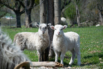 Obraz premium little sheep on meadow