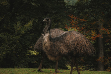 Strauß