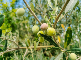 Fototapeta premium green matured olive on the olive tree branch ready to be collected