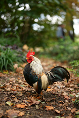 rooster on farm