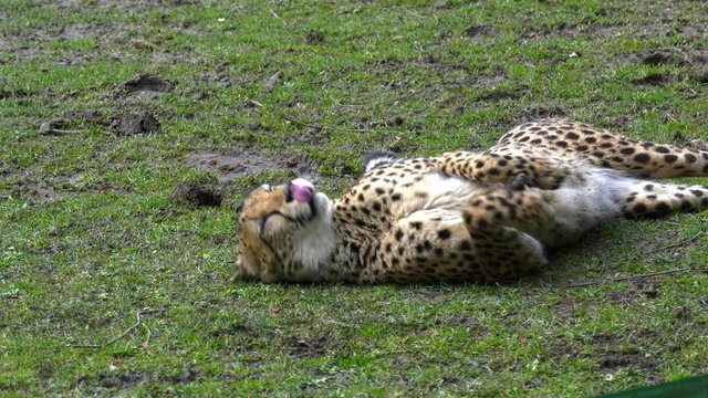Gepard w&auml;lzt sich im Gras