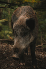 wildschwein