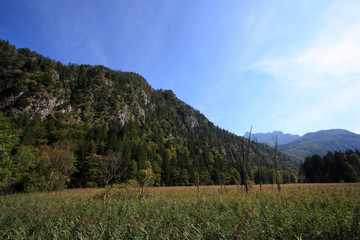 Reed zone around the water's edge of the Almsee, near Grünau im Almtal, Oberösterreich, Austria