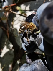 Abeille sur la raisins