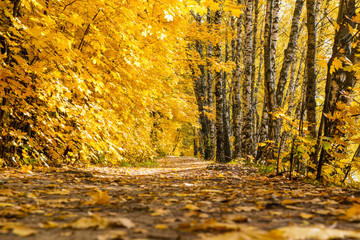 Scenic autumn landscape. Mix of birch and maple trees in forest. Walking path
