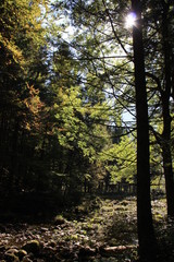 Obraz premium View of small creek between the Hinterer Langbathsee and the Vorderer Langbathsee near Ebensee, Oberösterreich, Austria