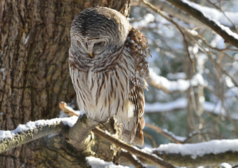 Barred owl on a tree in winter