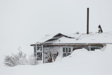 A lonely dog ​​sits on the roof of a snow-covered abandoned house. Homeless dog left without owners. Cold snowy weather. An old house among large snowdrifts.