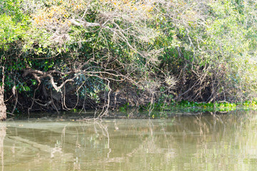 Obraz na płótnie Canvas Panorama from Pantanal, Brazilian wetland region.