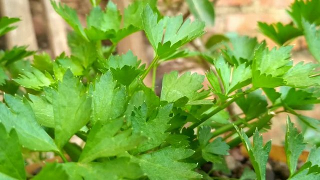 Celery plants in small pots. Organic, Gardening, Vegetables, Harvesting  Pelajari pengucapannya