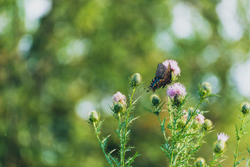 eastern tiger swallowtail butterfly (papilio glaucus) feeding on thistle flowers in the Fall