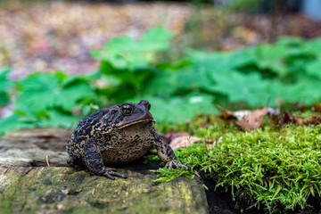 Toad