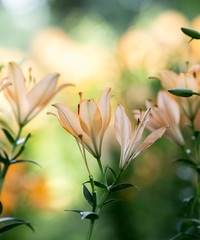 Obraz premium ユリの花