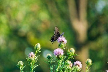 eastern tiger swallowtail butterfly (papilio glaucus) feeding on thistle flowers in the Fall