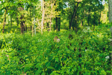 Fototapeta na wymiar trees and flowers in the forest