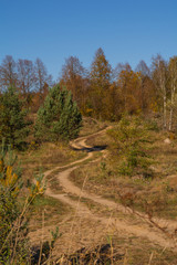 Fototapeta na wymiar Autumn trees with a path. Podlachia. Poland