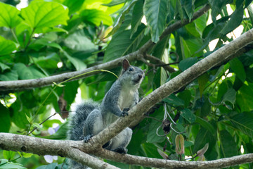 ardilla