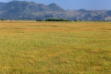 Reeds on Neretva delta, Croatia