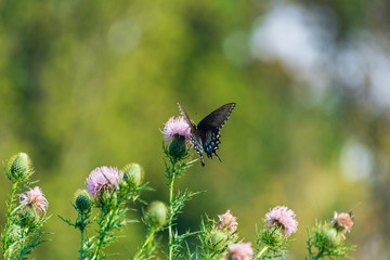 eastern tiger swallowtail butterfly (papilio glaucus) feeding on thistle flowers in the Fall