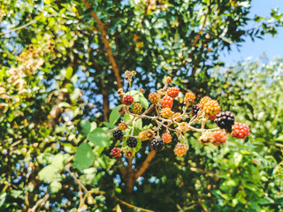 blackberry in the wild close up growing maturing