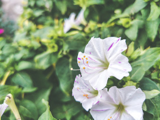 white wild garden flowers top view