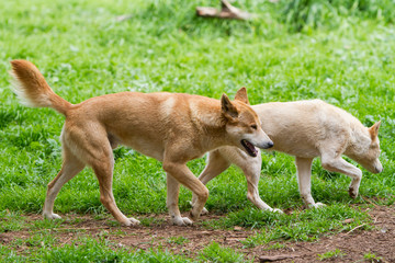 Two Dingoes