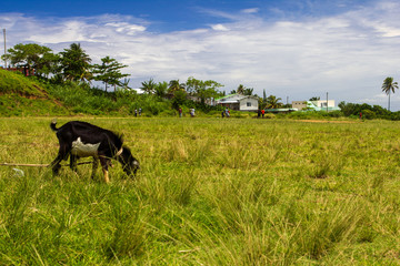 goat in a field