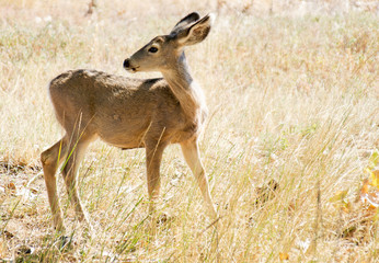 WhiteTail Deer Fawn
