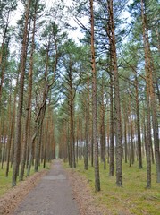 Fototapeta na wymiar Wald mit Weg auf Kurischer Nehrung