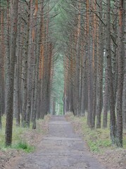Wald in Litauen