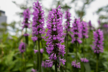Purple sage macro