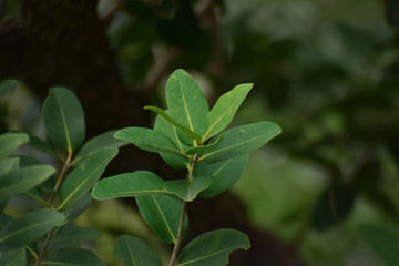 Obraz premium Beautiful green leaves Natural in the garden that looks fresh and comfortable to the eyes