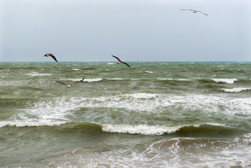 Seagulls fly over the sea during a storm. Mediterranean Sea. Cabo de Palos. Murcia. Spain. September 14, 2019.
