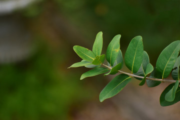  Beautiful green leaves Natural in the garden that looks fresh and comfortable to the eyes