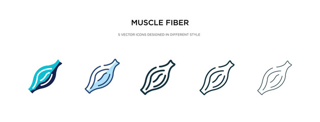 muscle fiber icon in different style vector illustration. two colored and black muscle fiber vector icons designed in filled, outline, line and stroke style can be used for web, mobile, ui - obrazy, fototapety, plakaty