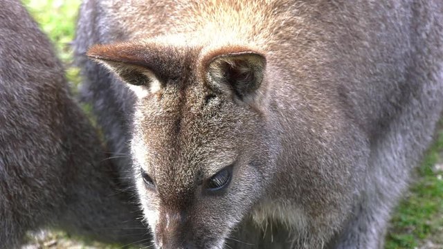 K&auml;nguru bei Fressen - Nahaufnahme