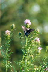 eastern tiger swallowtail butterfly (papilio glaucus) feeding on thistle flowers in the Fall