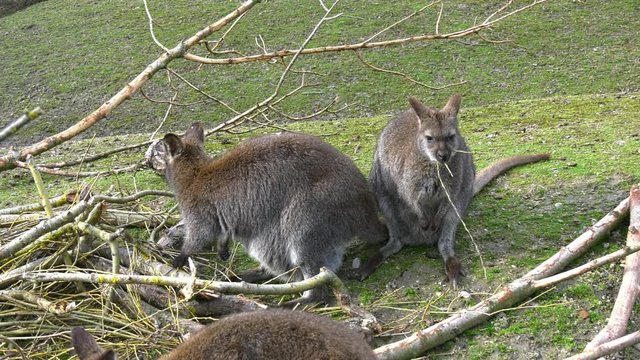 K&auml;ngurus beim Fressen
