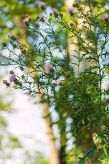 pink thistle flowers in the woods