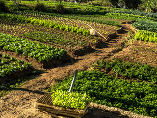 vegetable garden of a small family farm in the city of Marilia