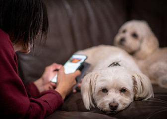 woman on phone ignoring dog
