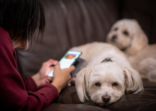 Woman On Phone Ignoring Dog