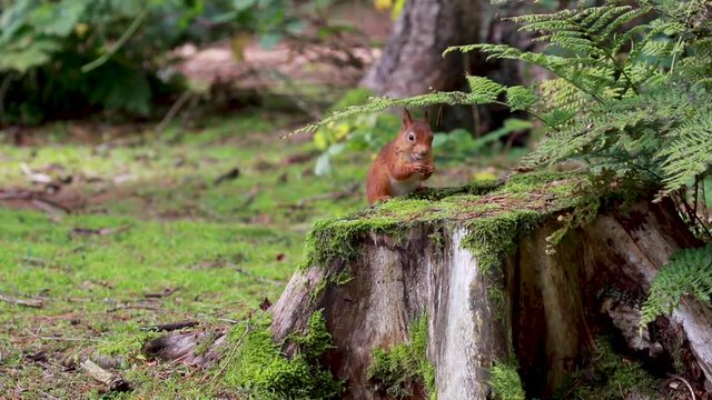 red squirrel, Sciurus vulgaris, close up portrait on pine needle forest floor and tree stump covered in moss while looking/searching for nut/food on a sunny autumn/fall day in October, Scotland.