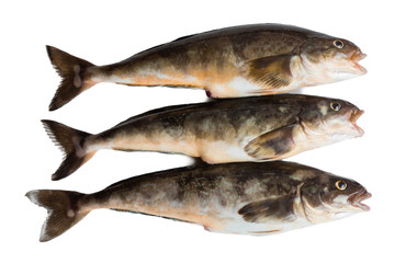 Freshly caught sea fish Arabesque greenling bass