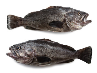 Freshly caught sea fishes Hildendorf bass