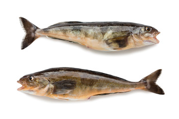 Freshly caught sea fish Arabesque greenling bass