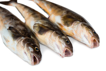 Fresh sea fish Arabesque greenling bass