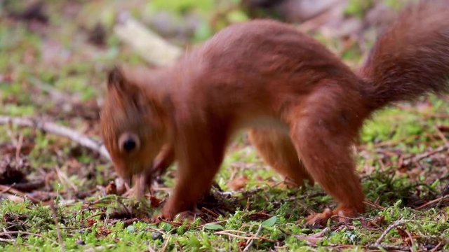 red squirrel, Sciurus vulgaris, close up on pine needle forest floor while stomping/hitting ground in act of caching nut during October, autumn/fall in Scotland.