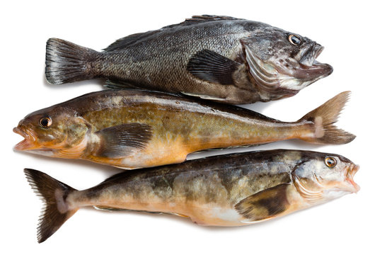 Fresh sea fishes Hildendorf bass and Arabesque greenling bass